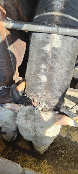 Бички на откорме