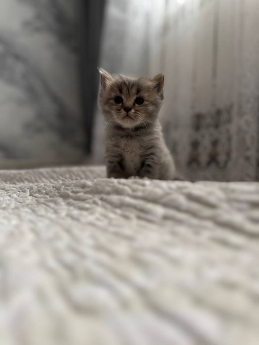 Шотландский кот 2 месяц.