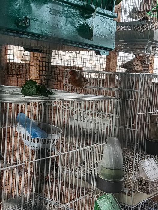 Hibrid cu canari