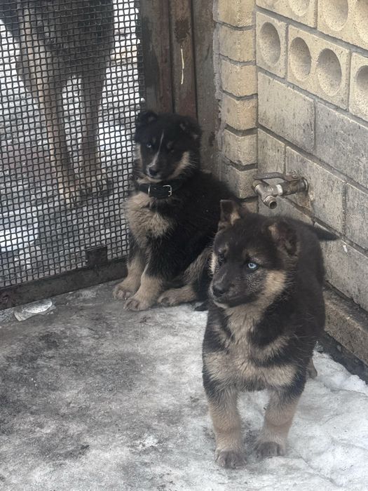 Продам щенят северной овчарки