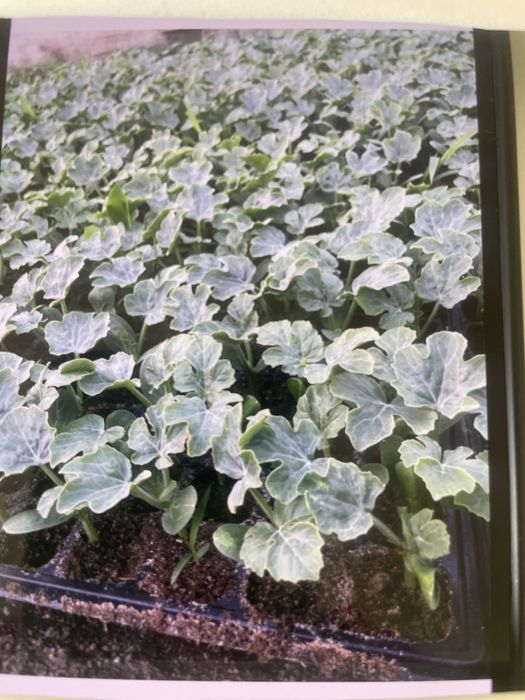 Rasad lubenite si pepeni