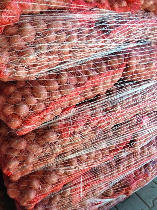 Cartofi de sămânță