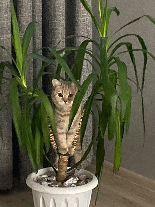 Отдадим кошку в добрые руки