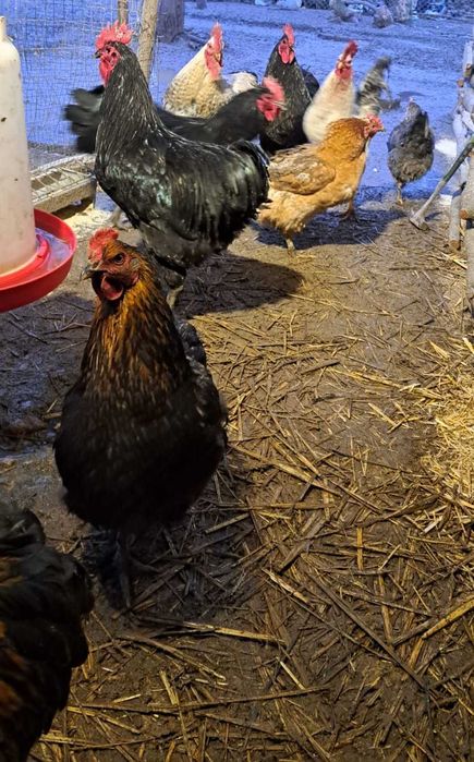 Ouă pentru incubat – mixt gospodăresc