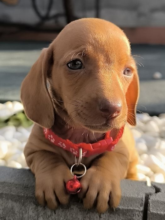 Teckel Dachshund