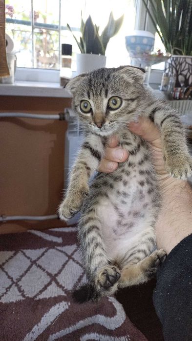 отдам маленького котёнка