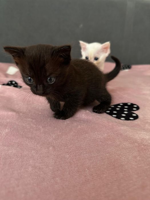 Отдам котят в добрые руки
