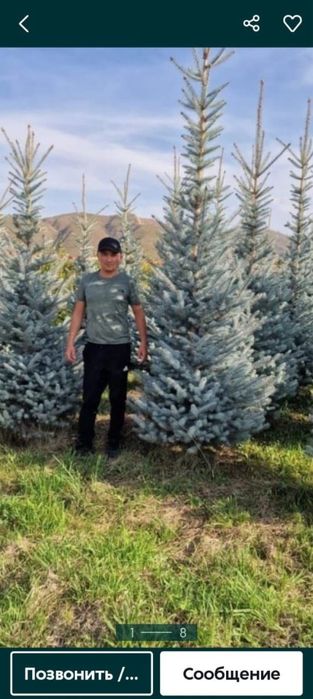 Газон ель озеленение