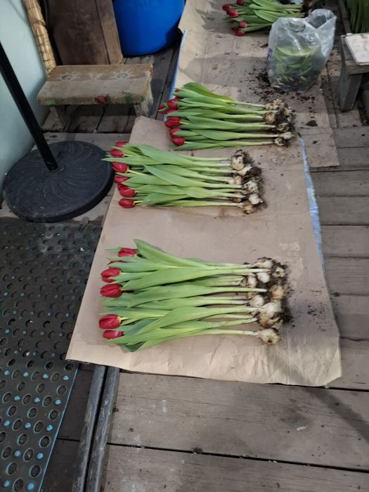 Тюльпаны оптом и в розницу