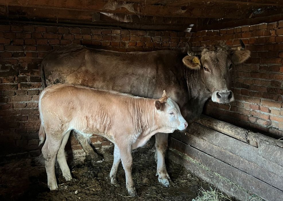 Vand vaca cu vitel