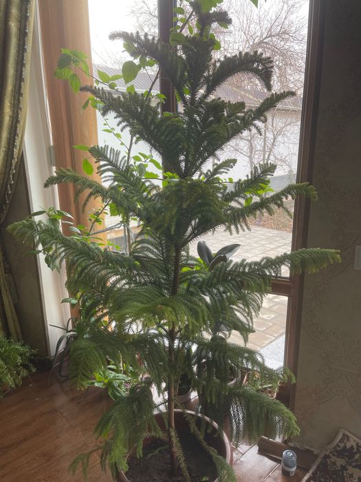 Араукария (Araucaria)