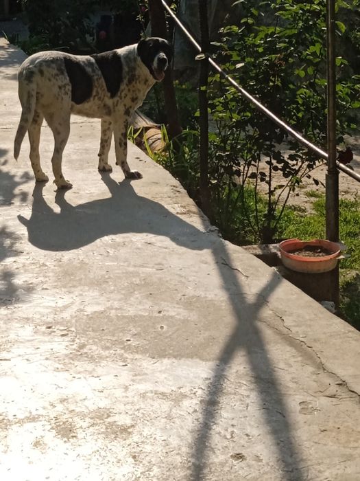 Продам АЛАБАЙ девочка 10 месяцев рост 70см вес 65кг