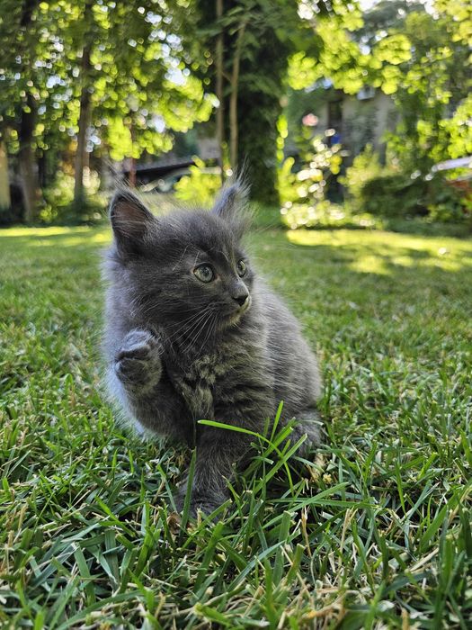 Pui de pisica Albastru de Rusia cu blana lunga Nebelung