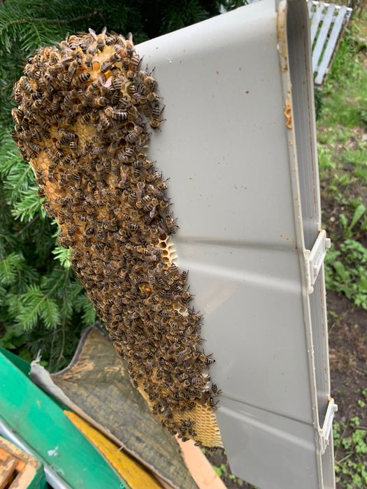 Пчелни отводки Дадан Блат и Лангстрот-Рут