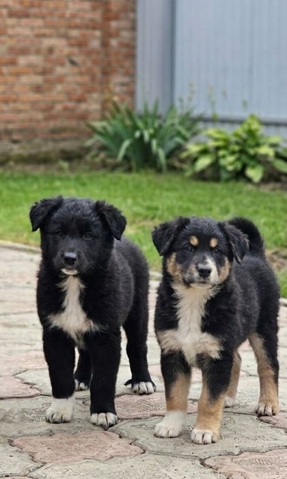 Щенки девочки в добрые руки