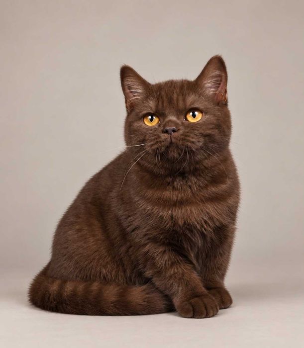 Chocolate (BRI b). Nu mai există una ca ea. 100% British. 100% Chocolate. 0% modestie. Pedigree. Felisa Lynx Rune Code.