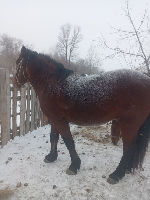 Орыс Айғыр сатамын