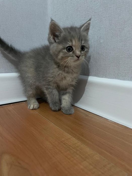 Отдам в добрые руки 5 котят (2,5 месяца)