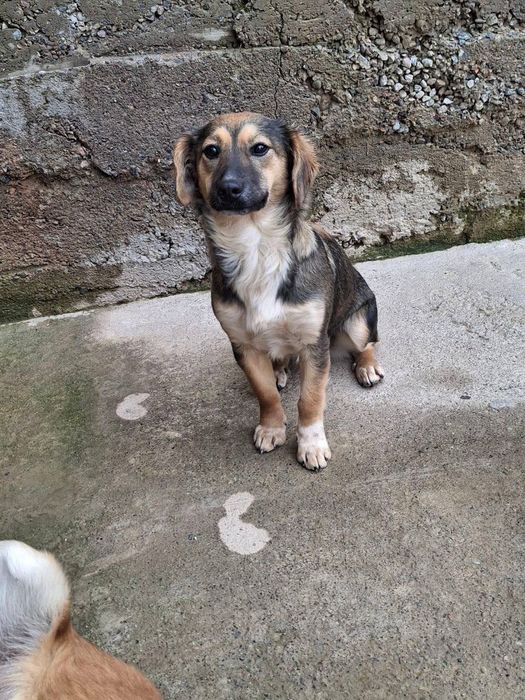 Собака одается в хорошие руки