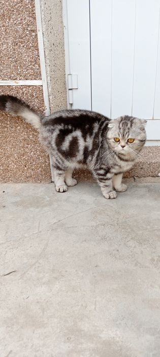 Кот Лео мальчик возраст почти годик