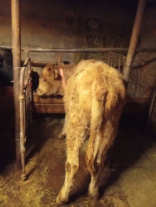 Продам бычков в круг  годалавые бычки