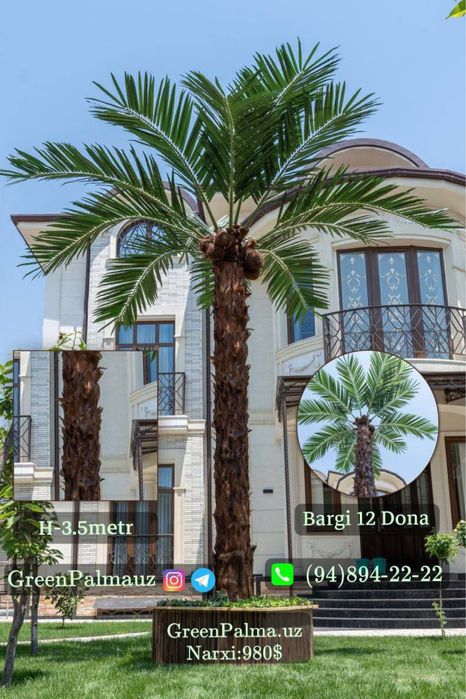 Суний пальма — премиум сифат. Республика бўйича етказиб бериш