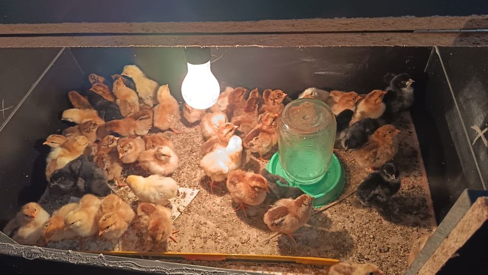 Продам кучинских цыплят и австралобы