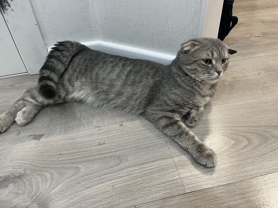 Отдам кошку в добрые руки