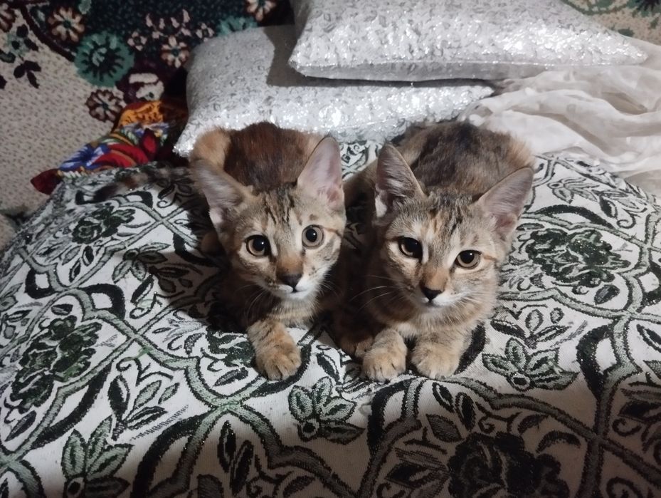 Belochka ismli Qiz & Simba ismli O'g'il o'ynoqi va g'ayratli