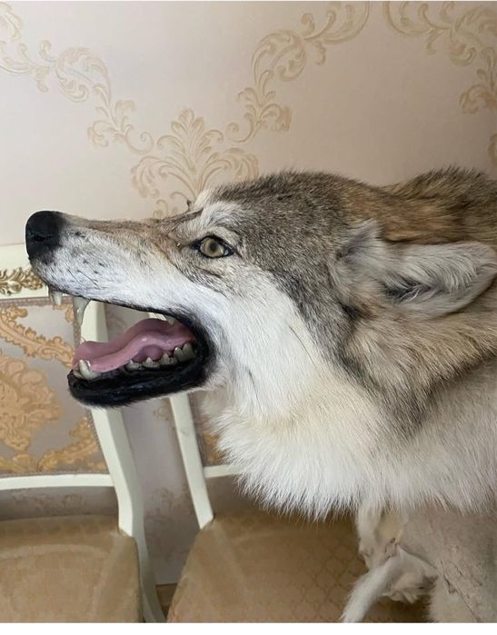 Продам коврик волчьи