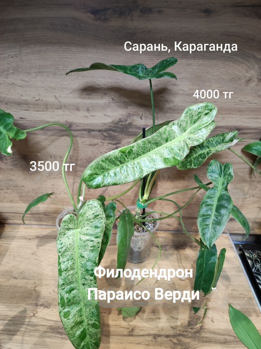 Филодендрон разный