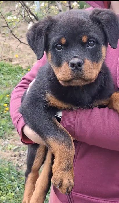 Pui Rottweiler (Femela) cu Pedigree