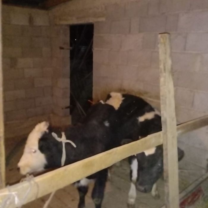 Продаю срочно бычков