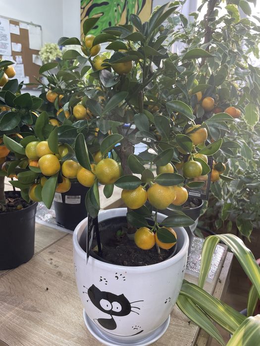 Цитрусовое дерево