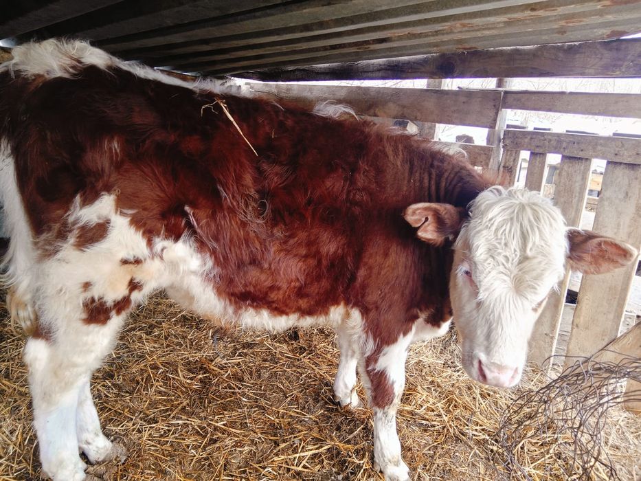 Два бычка каждый