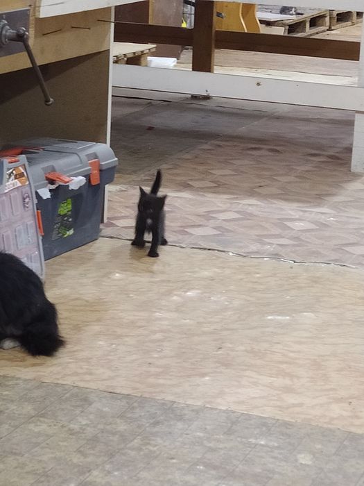 Котята от кошки крысоловки