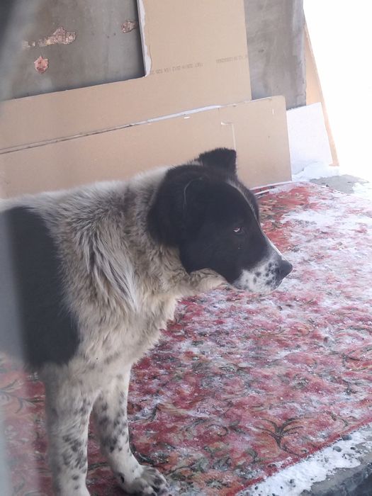 Ургашы ИТ керек шатыстырам