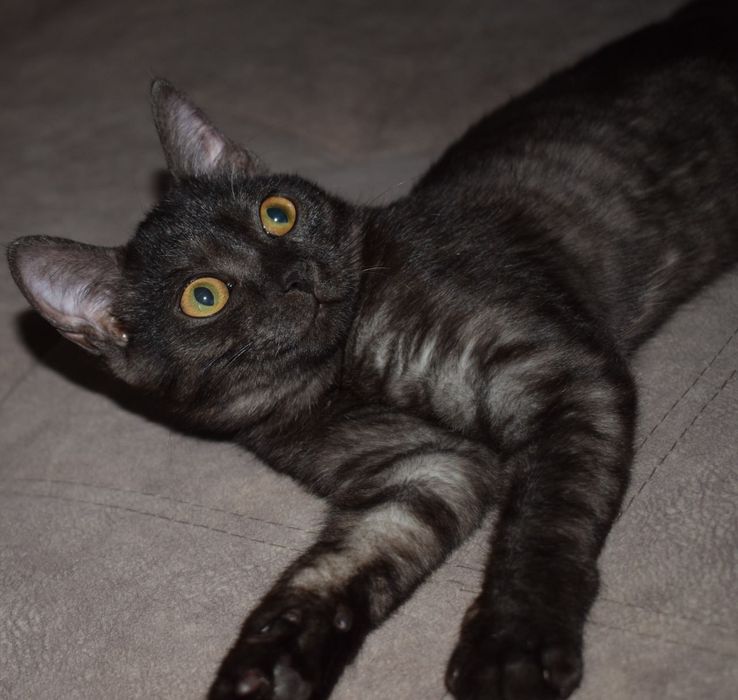 Отдам кошку в добрые руки