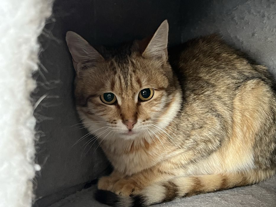 кошки в добрые руки