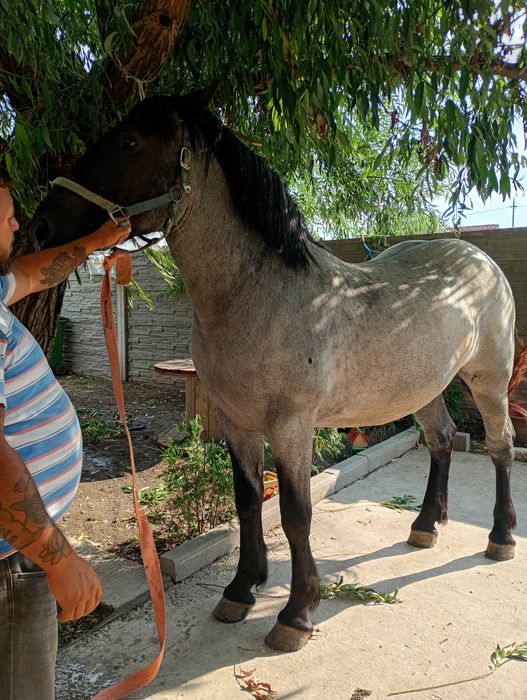 Vnd o mnză de 2 ani an vatată la căruță