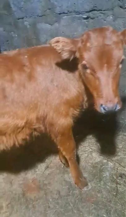 Срочно! Продажа породистых телят