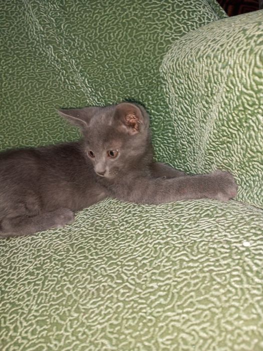 Scottish straight, Русская голубая,black cat,