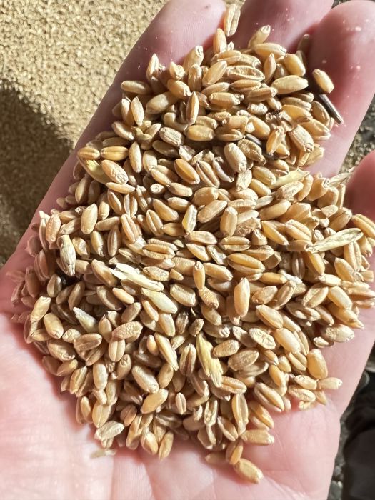 Продам зерно (пщеница ) в мешках