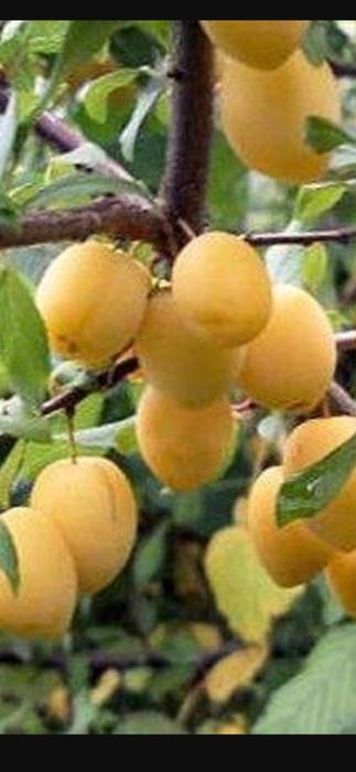 Продажа саженцев