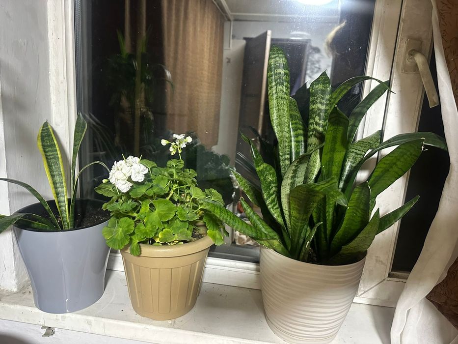 Продам красивые,интерьерные цветы