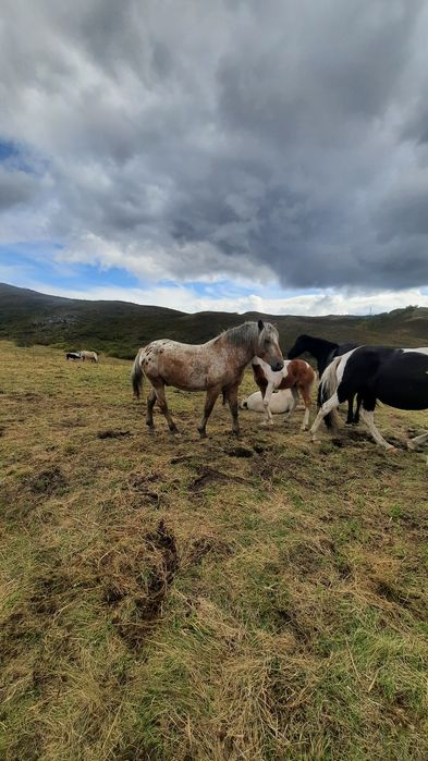 Жеребец минги жуас