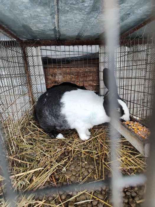 Hycole francez cu noua iepurași