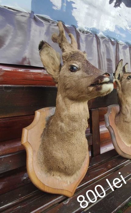 Bust căprior naturalizat