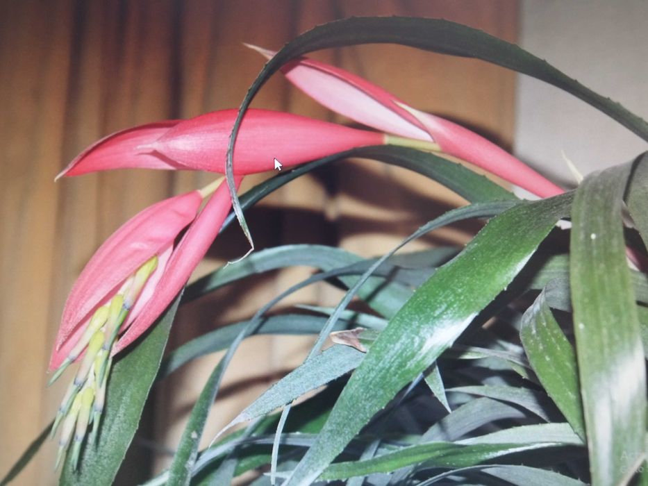 Коледниче, Комплект Мушкато, Кливия, Традесканция, Алиум, Спатифилум