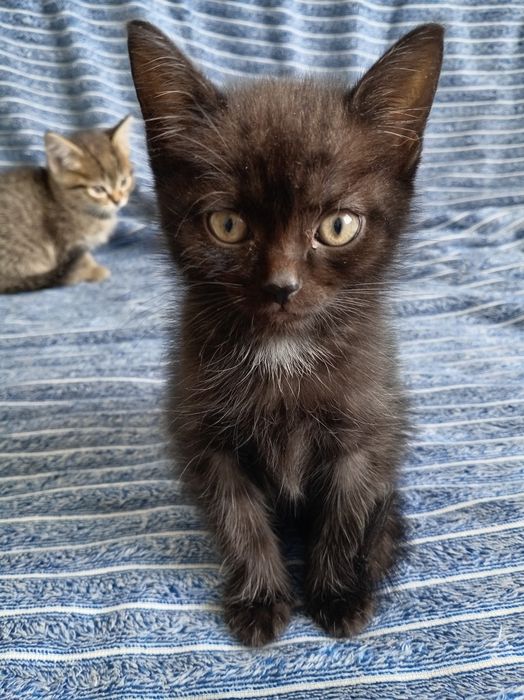 бесплатно котята